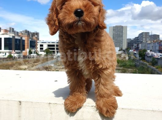 Saglik Ve Irk Garanti̇li̇ Red Brown Toy Poodle Yavrularimiz görsel