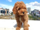 Saglik Ve Irk Garanti̇li̇ Red Brown Toy Poodle Yavrularimiz
