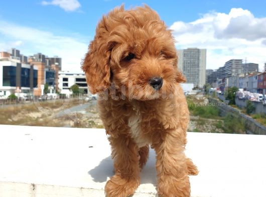Saglik Ve Irk Garanti̇li̇ Red Brown Toy Poodle Yavrularimiz görsel