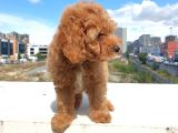 Saglik Ve Irk Garanti̇li̇ Red Brown Toy Poodle Yavrularimiz