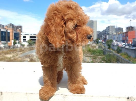 Saglik Ve Irk Garanti̇li̇ Red Brown Toy Poodle Yavrularimiz görsel