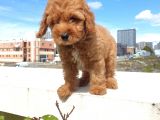 Saglik Ve Irk Garanti̇li̇ Red Brown Toy Poodle Yavrularimiz