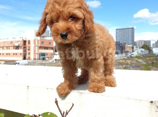 Saglik Ve Irk Garanti̇li̇ Red Brown Toy Poodle Yavrularimiz görsel