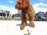 SAGLIK VE IRK GARANTİLİ RED BROWN TOY POODLE YAVRULARIMIZ