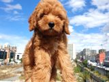 Saglik Ve Irk Garanti̇li̇ Red Toy Poodle Yavrularimiz