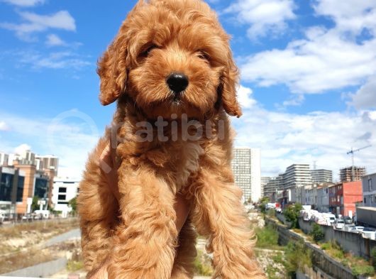 Muhteşem Güzelli̇kteki̇ Orjinal Red Brown Toy Poodle Yavrulari̇mi̇z görsel