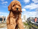 Muhteşem Güzelli̇kteki̇ Orjinal Red Brown Toy Poodle Yavrulari̇mi̇z