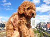 Saglik Ve Irk Garanti̇li̇ Red Toy Poodle Yavrularimiz