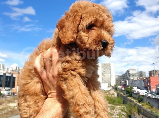 Muhteşem Güzelli̇kteki̇ Orjinal Red Brown Toy Poodle Yavrulari̇mi̇z görsel