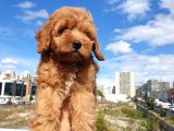 Muhteşem Güzelli̇kteki̇ Orjinal Red Brown Toy Poodle Yavrulari̇mi̇z