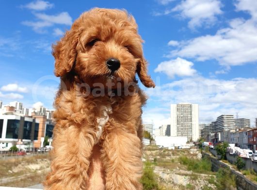 Muhteşem Güzelli̇kteki̇ Orjinal Red Brown Toy Poodle Yavrulari̇mi̇z görsel