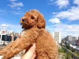 Saglik Ve Irk Garanti̇li̇ Red Toy Poodle Yavrularimiz