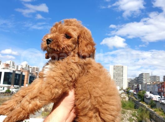 Saglik Ve Irk Garanti̇li̇ Red Toy Poodle Yavrularimiz görsel