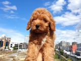 Saglik Ve Irk Garanti̇li̇ Red Toy Poodle Yavrularimiz