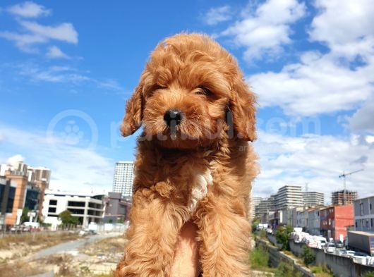 Saglik Ve Irk Garanti̇li̇ Red Toy Poodle Yavrularimiz