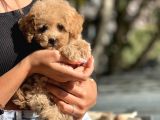 Safkan Toy Poodle Bebekler