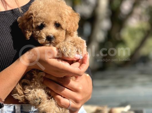 Safkan Toy Poodle Bebekler