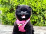 Pomerani̇an Boo Yavrularimiz Gelmi̇şti̇r
