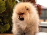 A Kalite Pomeranian Boo Yavru