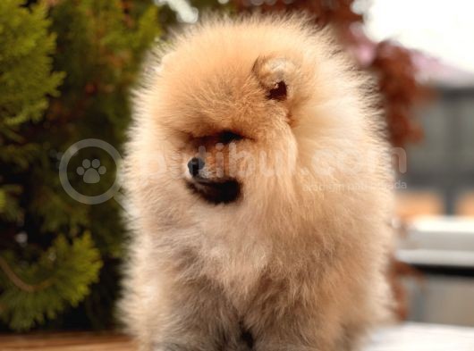 A Kalite Pomeranian Boo Yavru görsel