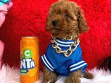 Toy Poodle Her Bütçe Uygun Garantili Renk Ve Safkan Seçenek