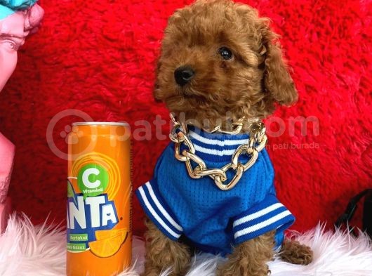 Toy Poodle Her Bütçe Uygun Garantili Renk Ve Safkan Seçenek görsel
