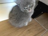 Safkan Irk Britihs Shorthair&Scottish Fold Bebekler (Sütten Kesildiler)