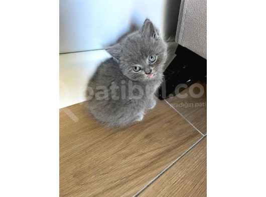 Safkan Irk Britihs Shorthair&Scottish Fold Bebekler (Sütten Kesildiler) görsel