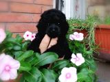 Toy Poodle