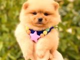 Teacup Di̇şi̇ Pomerani̇an