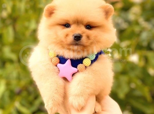 Teacup Di̇şi̇ Pomerani̇an görsel