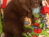 Safkan Irk Britihs Shorthair&Scottish Fold Bebekler (Sütten Kesildiler)