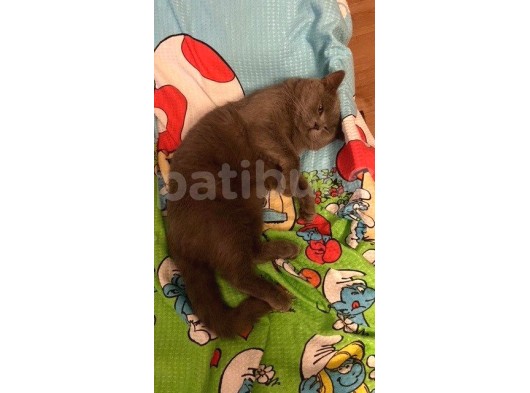 Safkan Irk Britihs Shorthair&Scottish Fold Bebekler (Sütten Kesildiler) görsel
