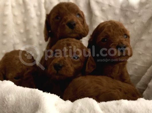 Kore Kan Orijinal Redbrown Yavrularım görsel