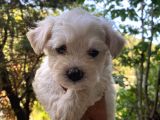 Maltese 0 Numara Bebekler