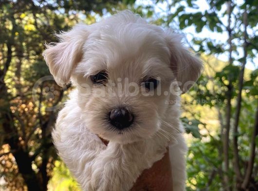 Maltese 0 Numara Bebekler görsel