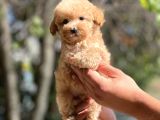 Sağlik Garanti̇li̇ Toy Poodle Bebekler