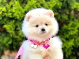 Pomerani̇an Boo Yavrularimiz Gelmi̇şti̇r