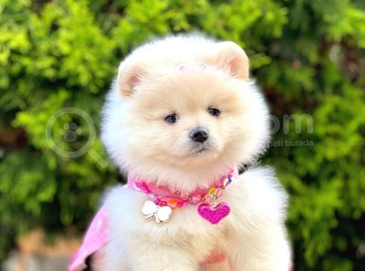 Pomerani̇an Boo Yavrularimiz Gelmi̇şti̇r