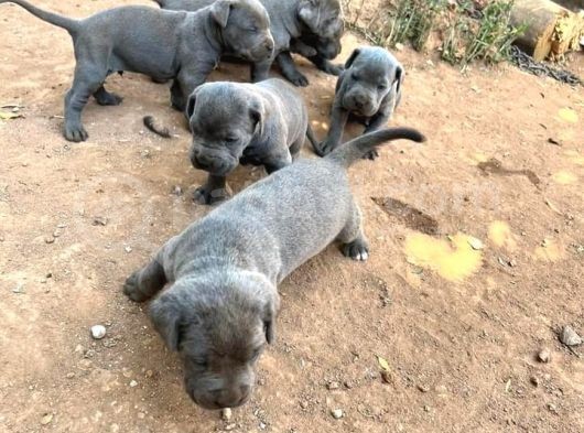 Blue Kalite Yavrular