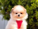 Ayi Surat Irk Garantili Pomeranian Bebekler