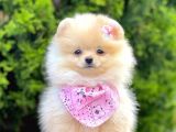 Pomerani̇an Boo Yavrularimiz Gelmi̇şti̇r