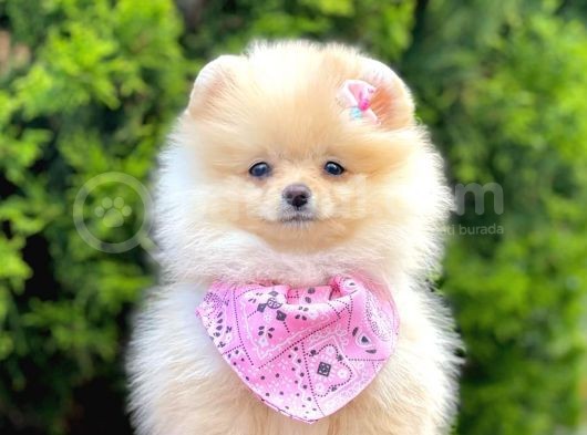 Pomerani̇an Boo Yavrularimiz Gelmi̇şti̇r görsel