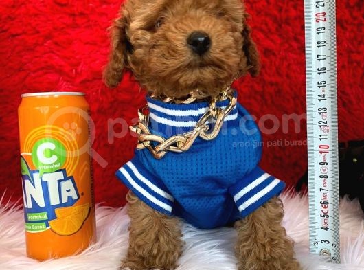Toy Poodle Her Bütçe Uygun Garantili Renk Ve Safkan Seçenek