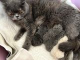 Safkan Irk Britihs Shorthair&Scottish Fold Bebekler (Sütten Kesildiler)