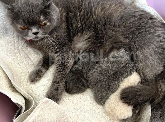 Safkan Irk Britihs Shorthair&Scottish Fold Bebekler (Sütten Kesildiler) görsel