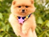 Teacup Di̇şi̇ Pomerani̇an