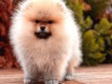 A Kalite Pomeranian Boo Yavru