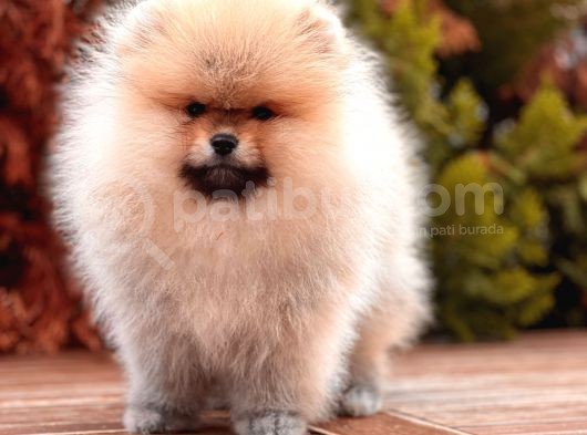 A Kalite Pomeranian Boo Yavru
