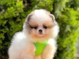 Safkan Teddy Bear Pomeranian Yavrularımız
